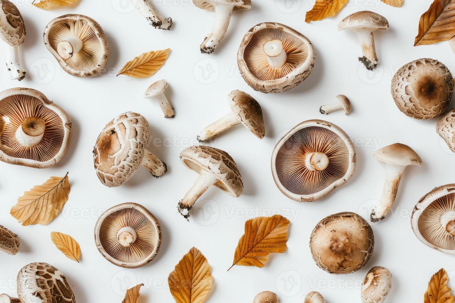 Autumn background of wild forest mushrooms and leaves, top view on white background. photo