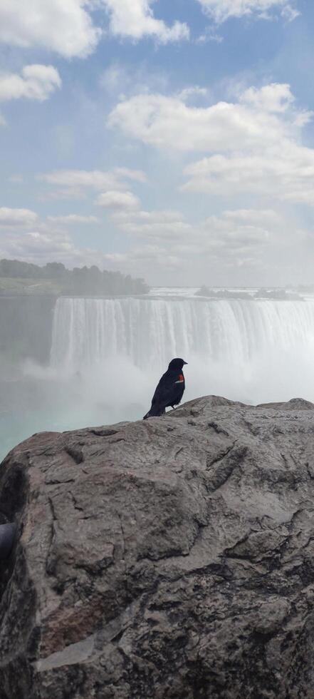 bird sits on a stone against the background of a waterfall photo