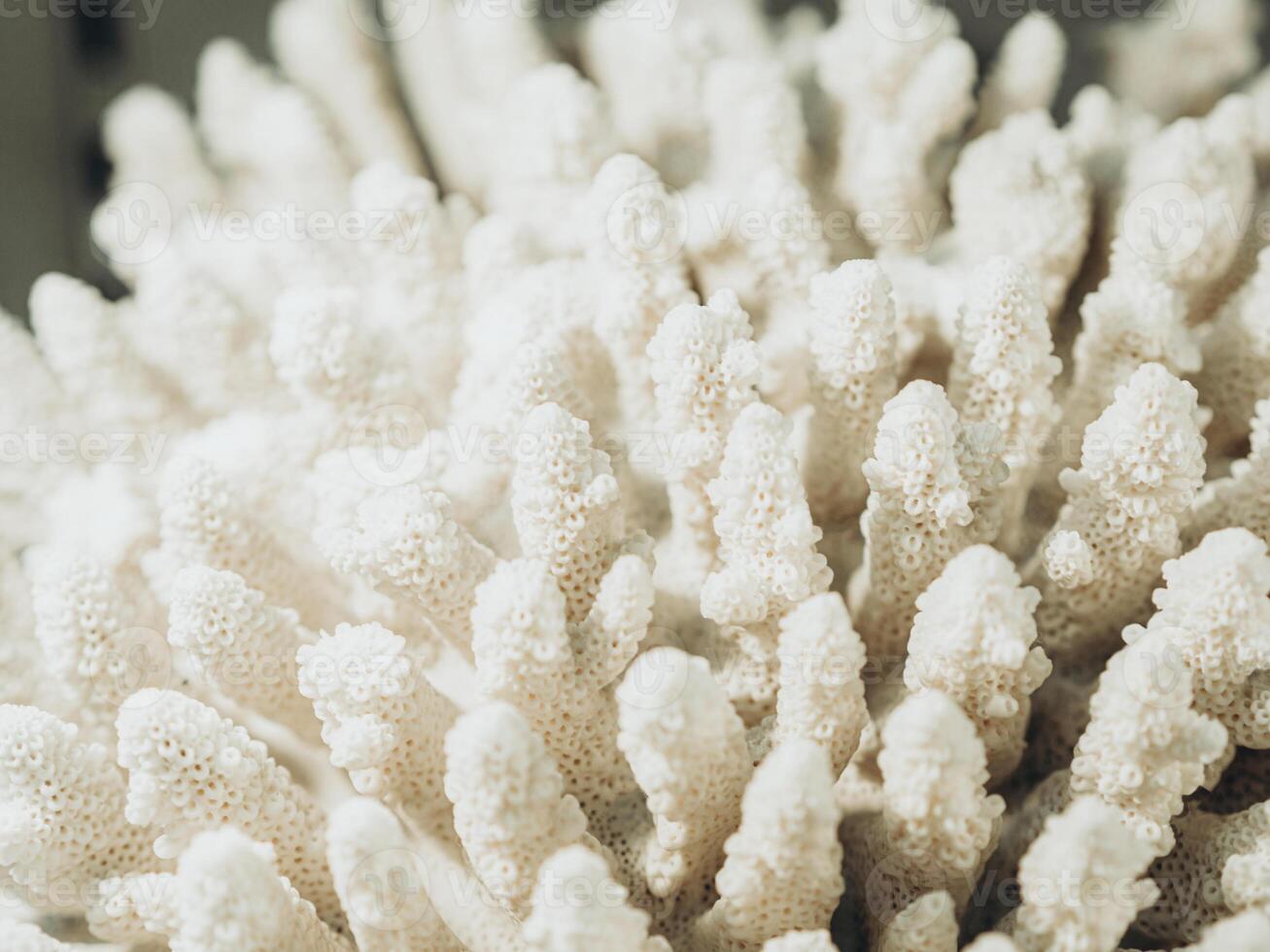 Complex shape white sea coral photo