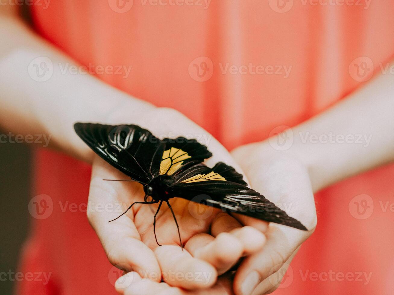 Colorful butterfly in girl hand, close-up photo