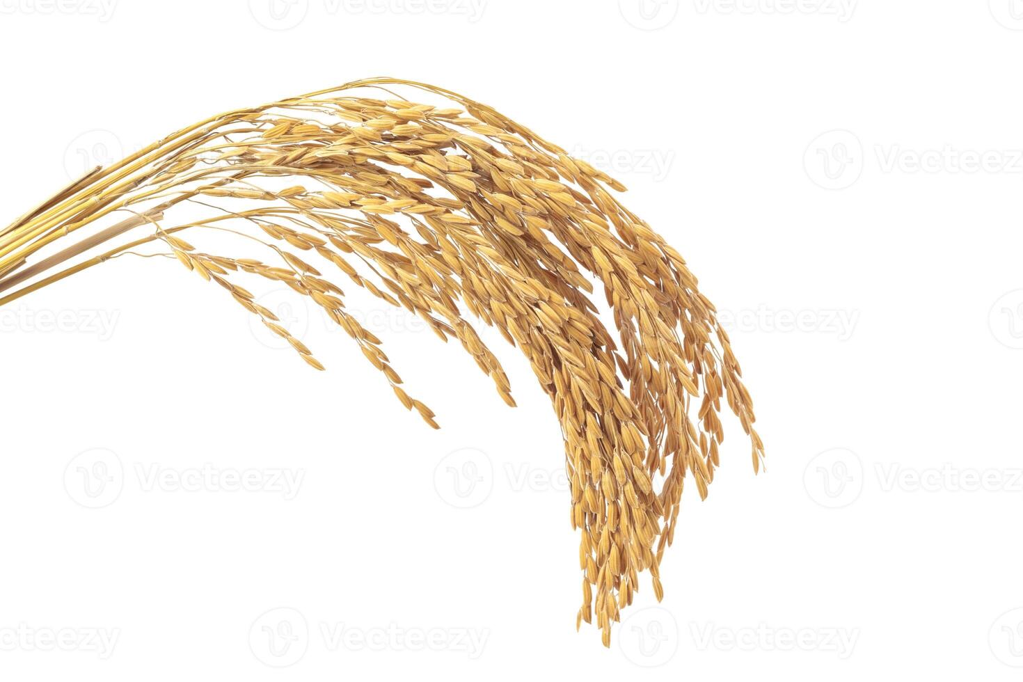 Yellow rice ears isolated from the background photo