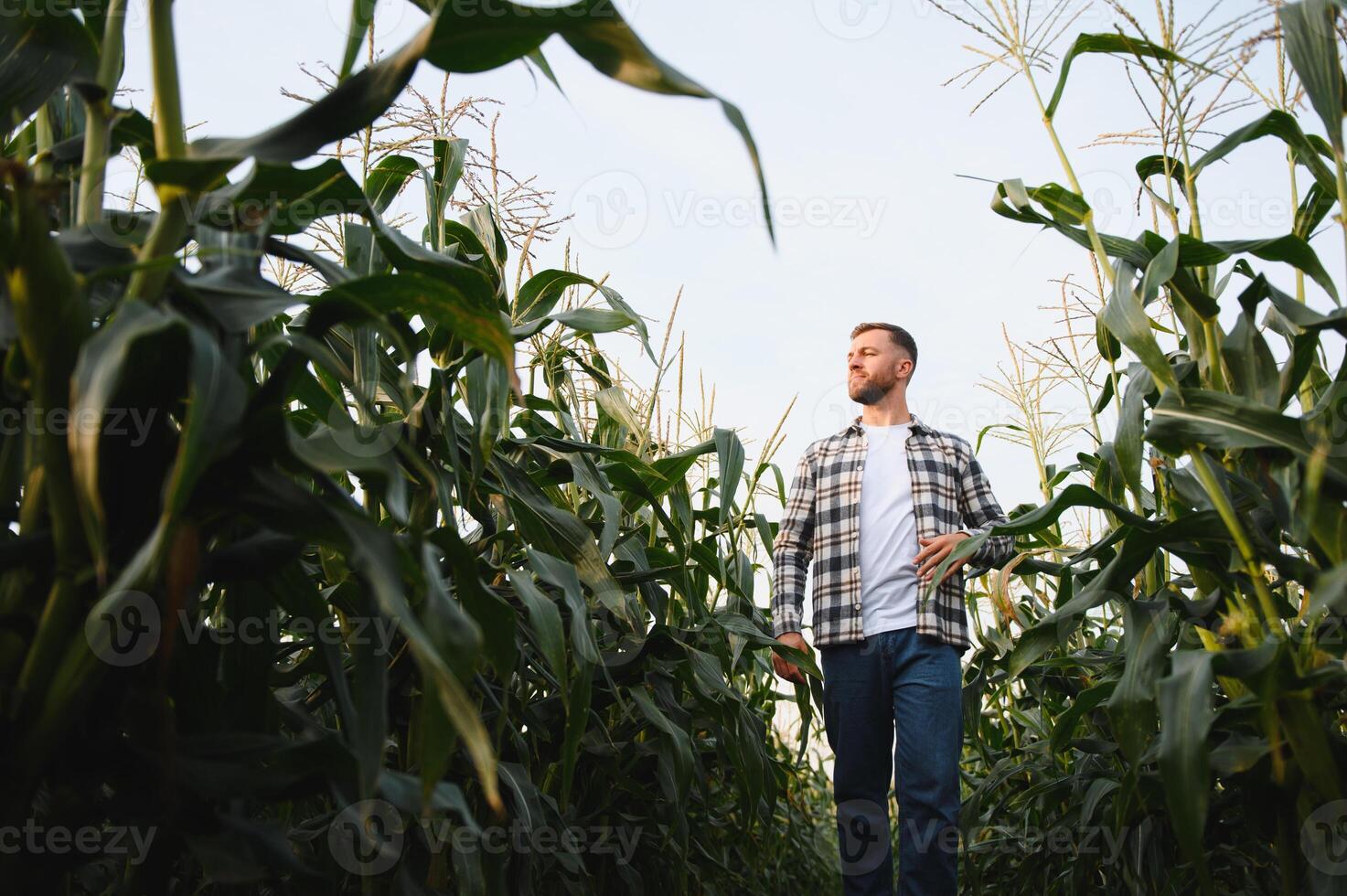 Portrait of a handsome farmer or agronomist in a corn field at sunset photo
