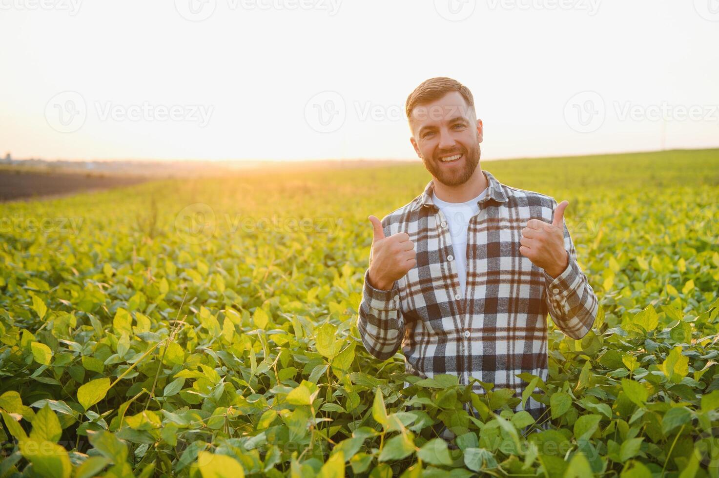 A farmer inspects a green soybean field. The concept of the harvest photo