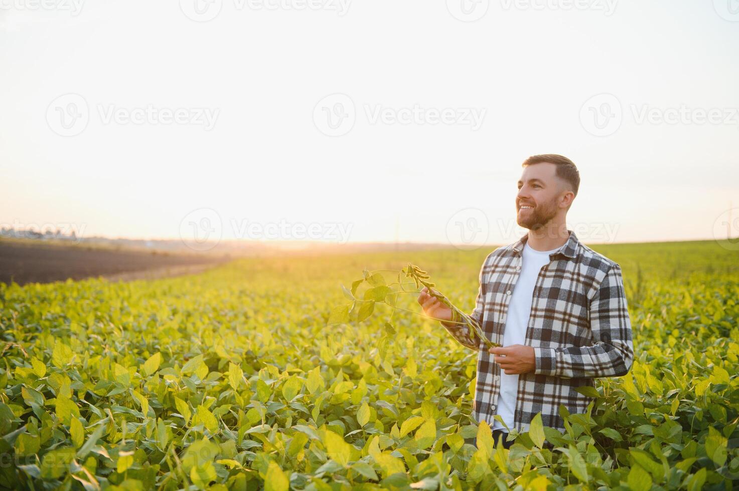 Farmer standing in soybean field examining crop at sunset photo