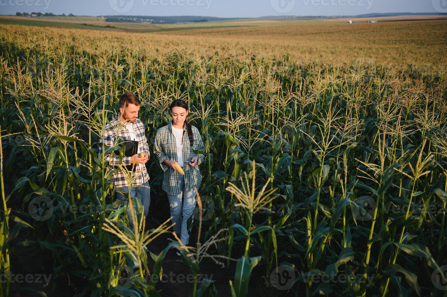 Family agricultural occupation. Man and woman are cultivating corn. They are satisfied with good progress of plants photo