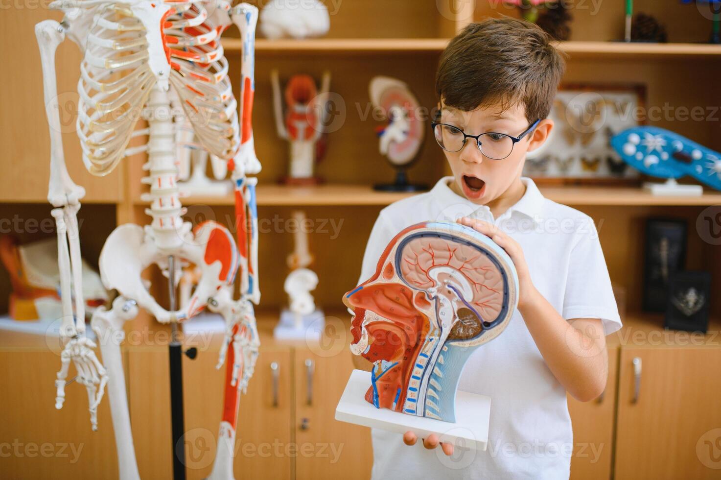 A schoolboy studies models of human organs in biology class. photo
