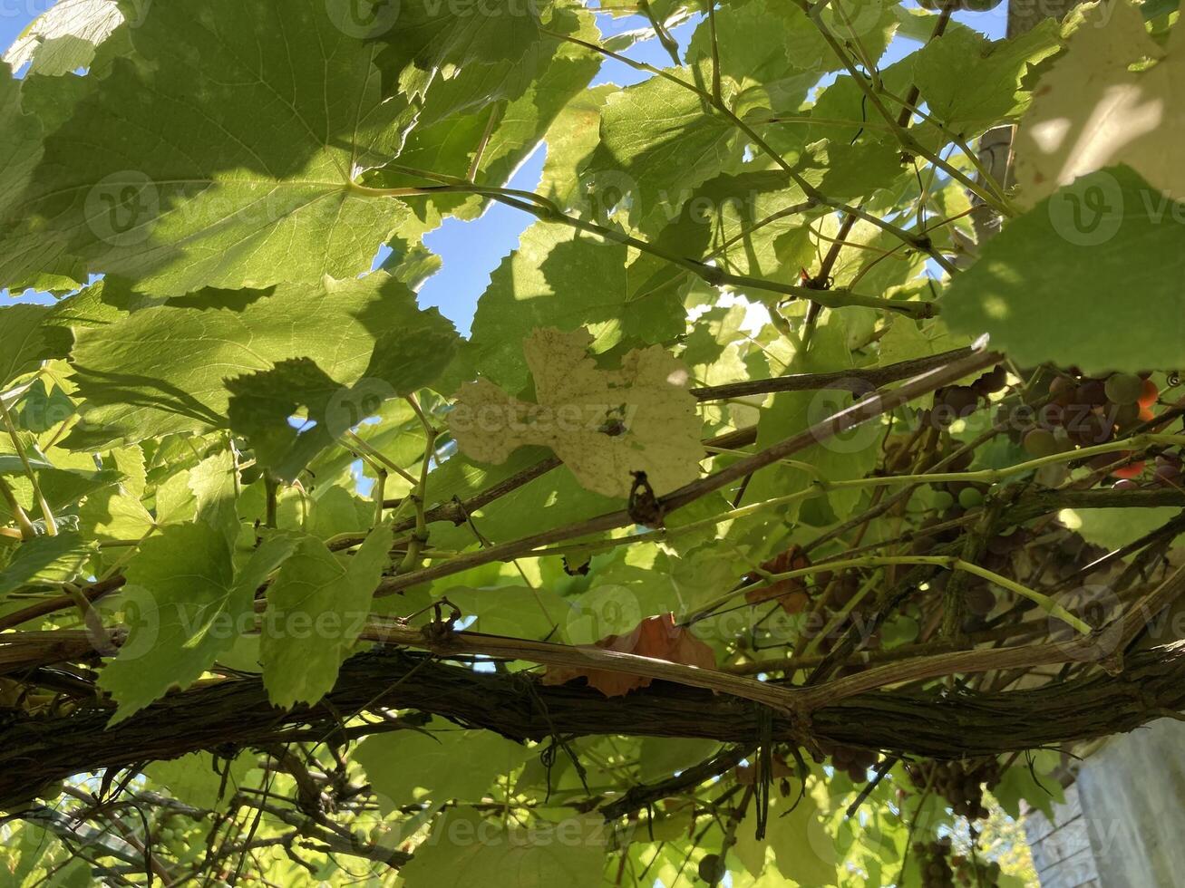 Grape vines grow in the garden photo