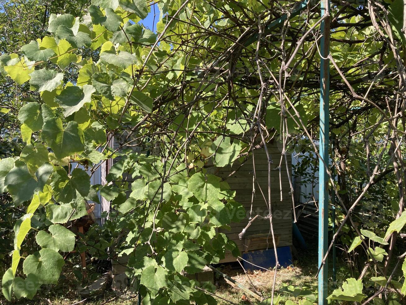 Grape vines grow in the garden photo