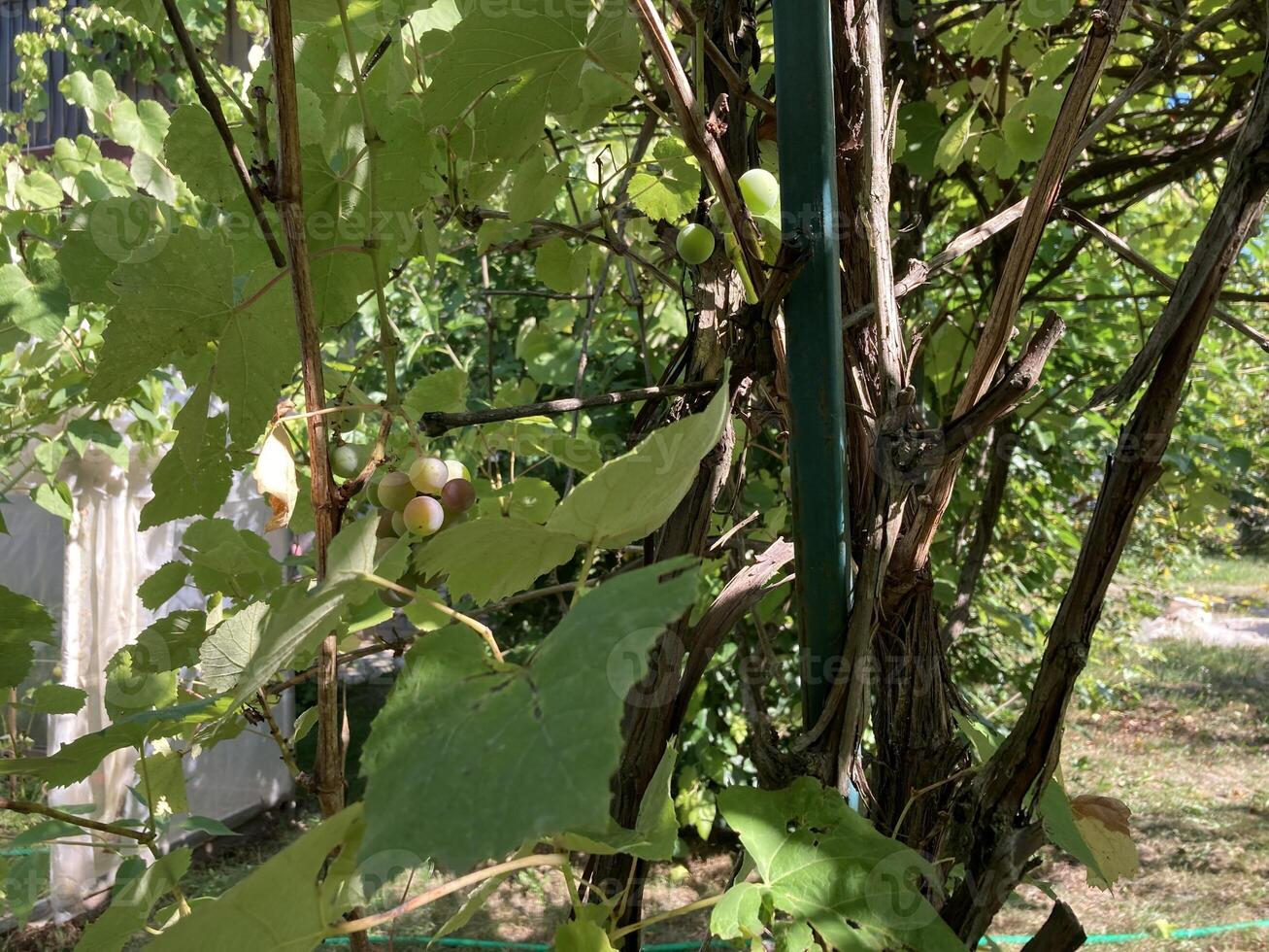 Grape vines grow in the garden photo