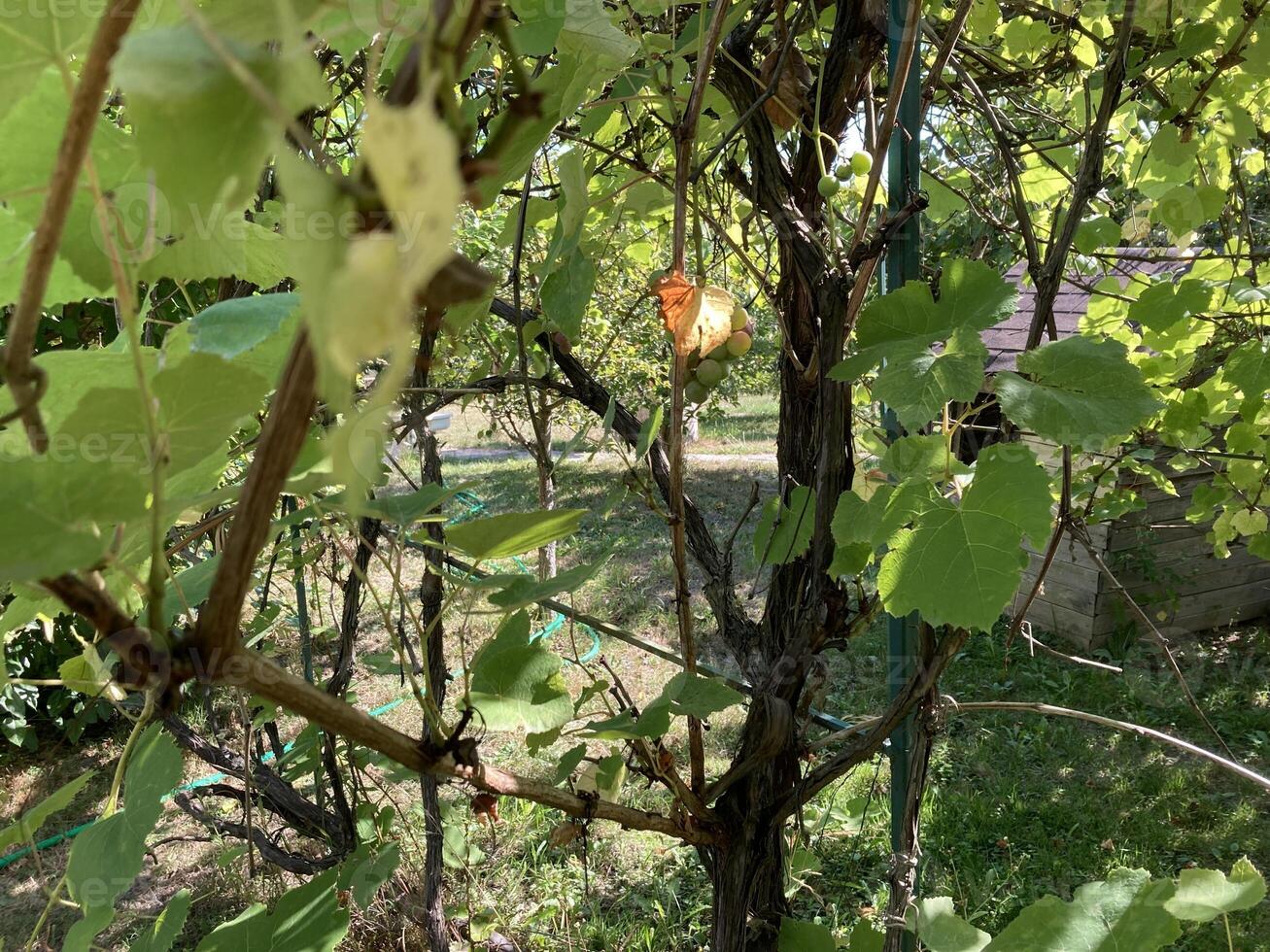 Grape vines grow in the garden photo