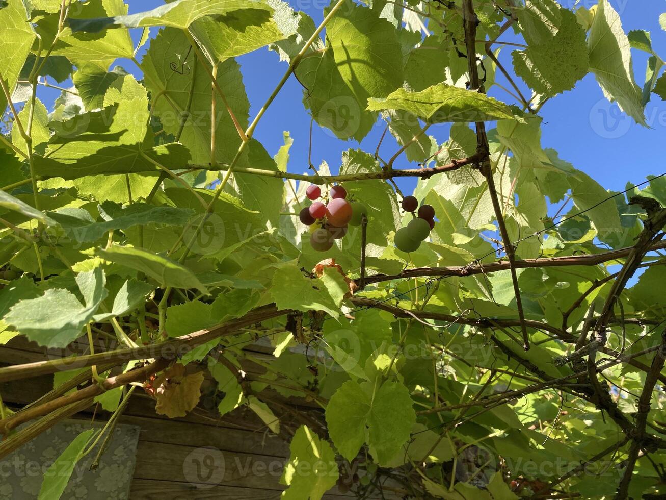 Grape vines grow in the garden photo