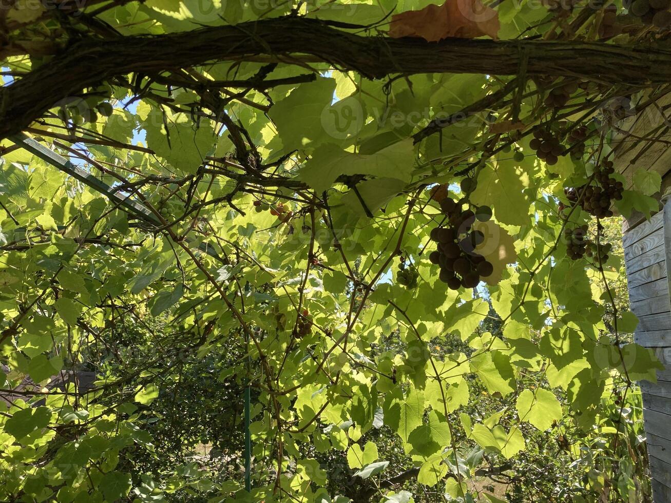 Grape vines grow in the garden photo