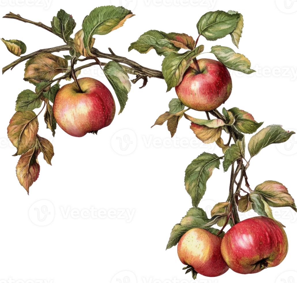 Apples on branches with green leaves in autumn, cut out - stock . png
