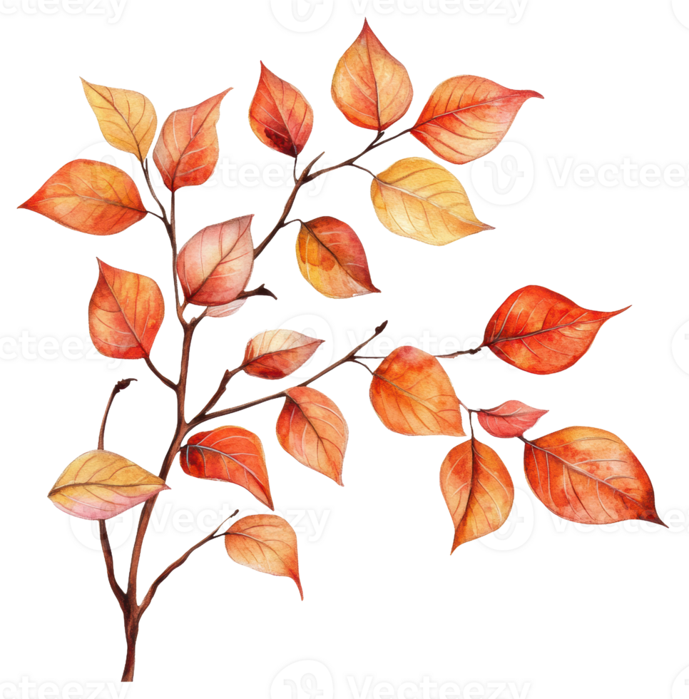 Autumn leaves showcasing vibrant orange hues, cut out - stock . png