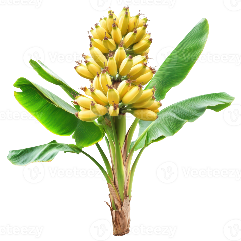 Yellow bananas on a bunch with green leaves, cut out - stock . png