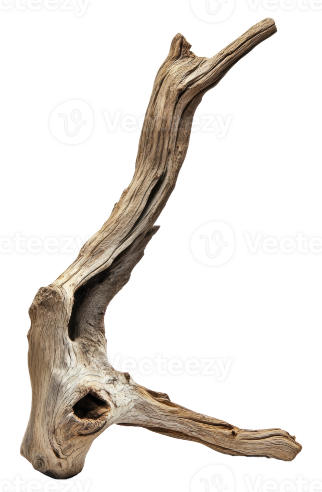 Unique driftwood piece with intricate shapes, cut out - stock . png