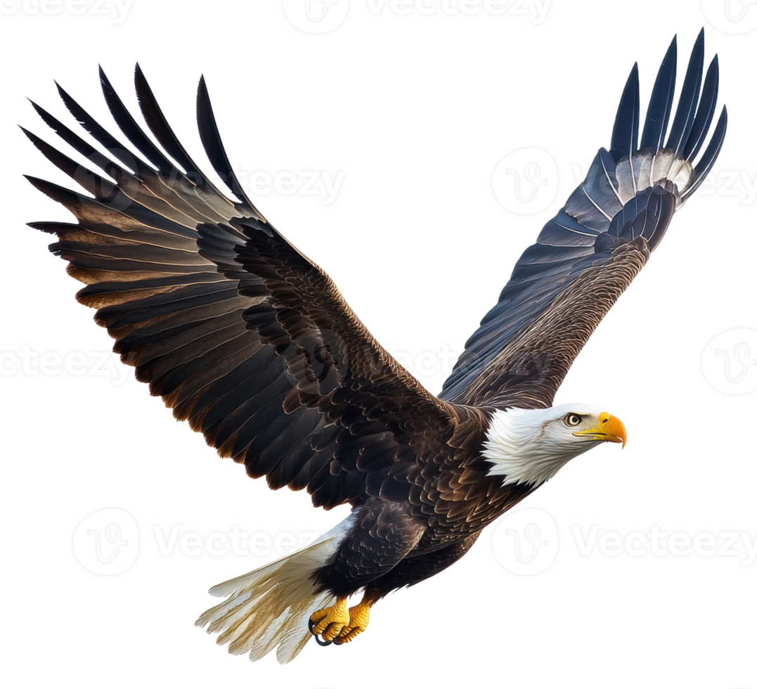 Bald eagle soaring with outstretched wings, cut out - stock . png