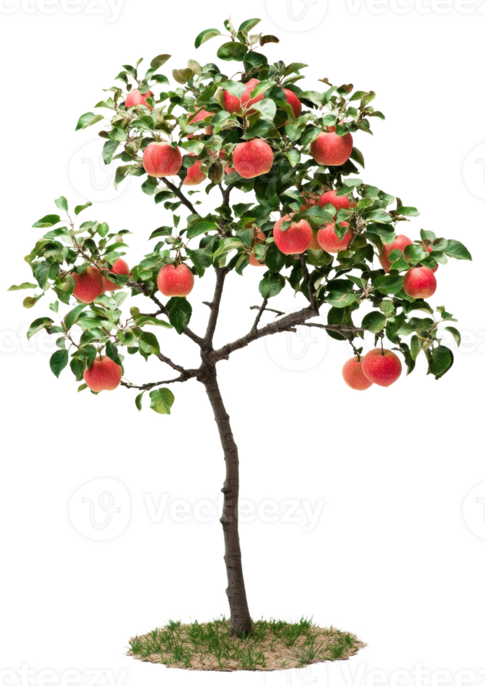 Apple tree with ripe fruit in bright daylight, cut out - stock . png