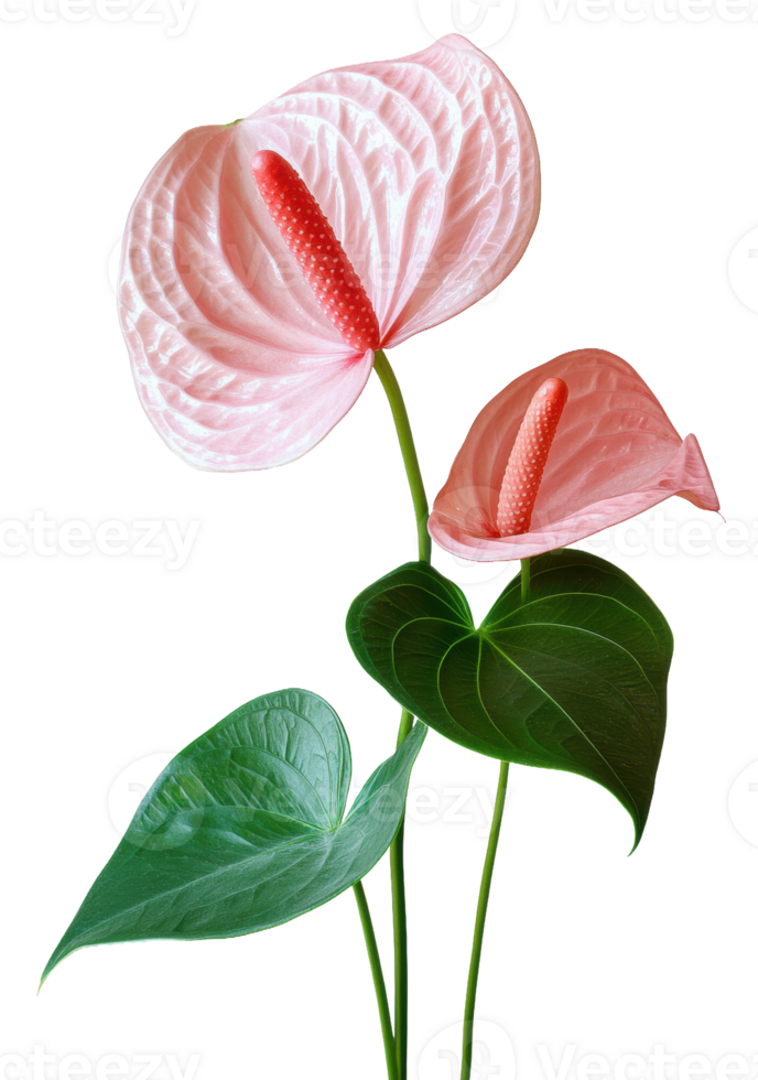 Pink anthurium flowers with vibrant green leaves, cut out - stock . png