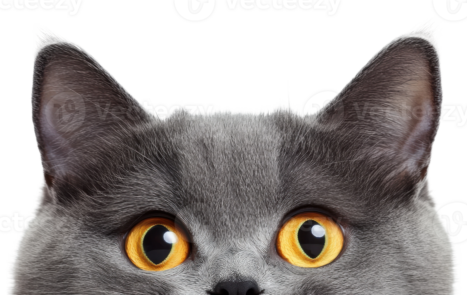 Grey cat with striking yellow eyes looking forward, cut out - stock . png
