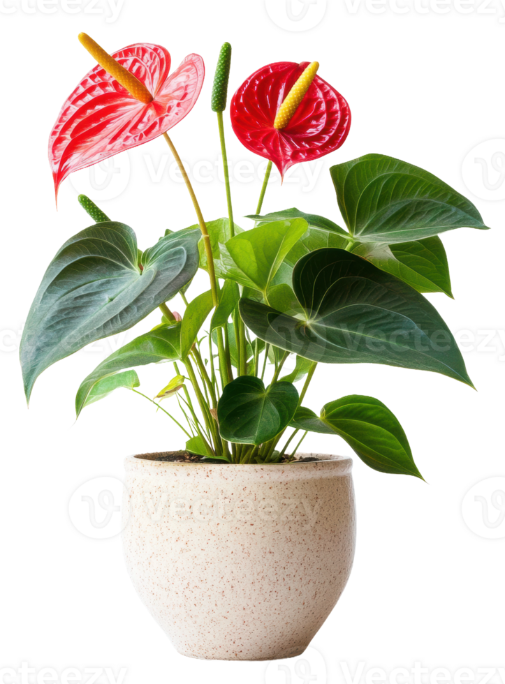 Red and pink anthurium plants in decorative pot, cut out - stock . png
