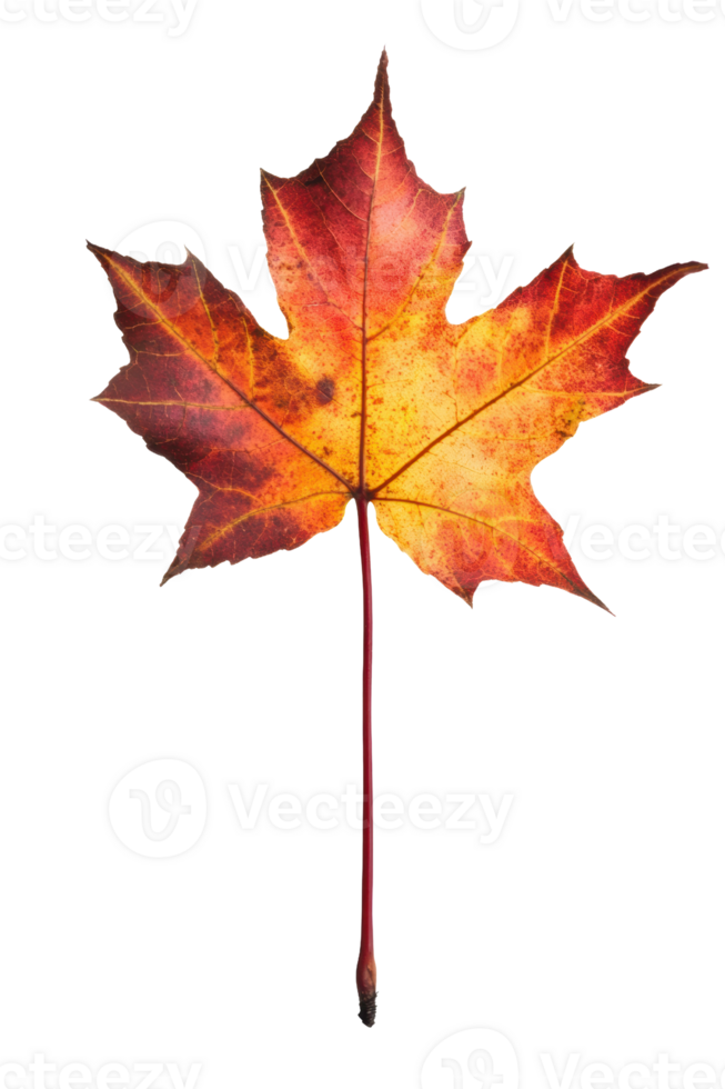 Bright autumn maple leaf, cut out - stock . png