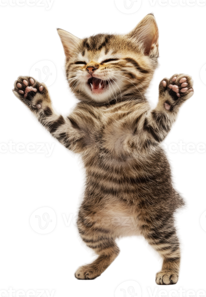 Playful kitten dancing with joy at home, cut out - stock . png