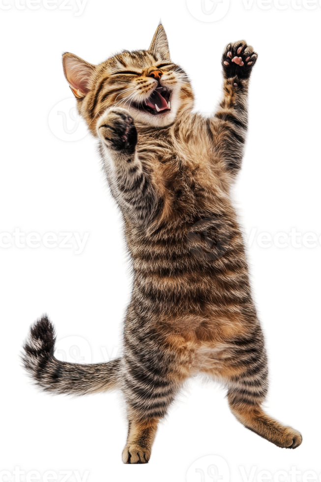 Playful tabby cat dancing with joy indoors, cut out - stock . png