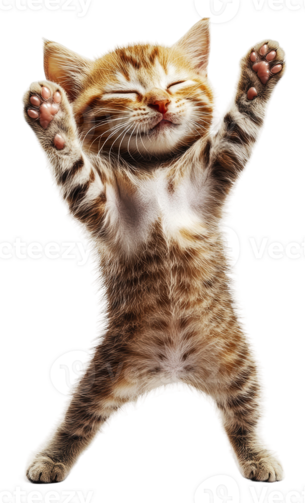 Happy kitten stretching with paws raised, cut out - stock . png