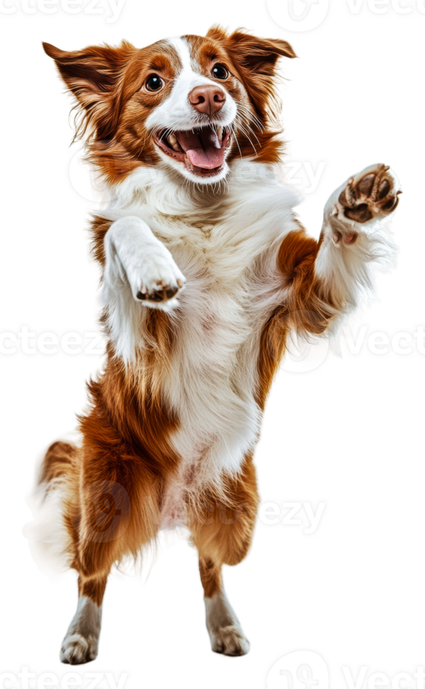 Happy dog dancing on hind legs indoors, cut out - stock . png