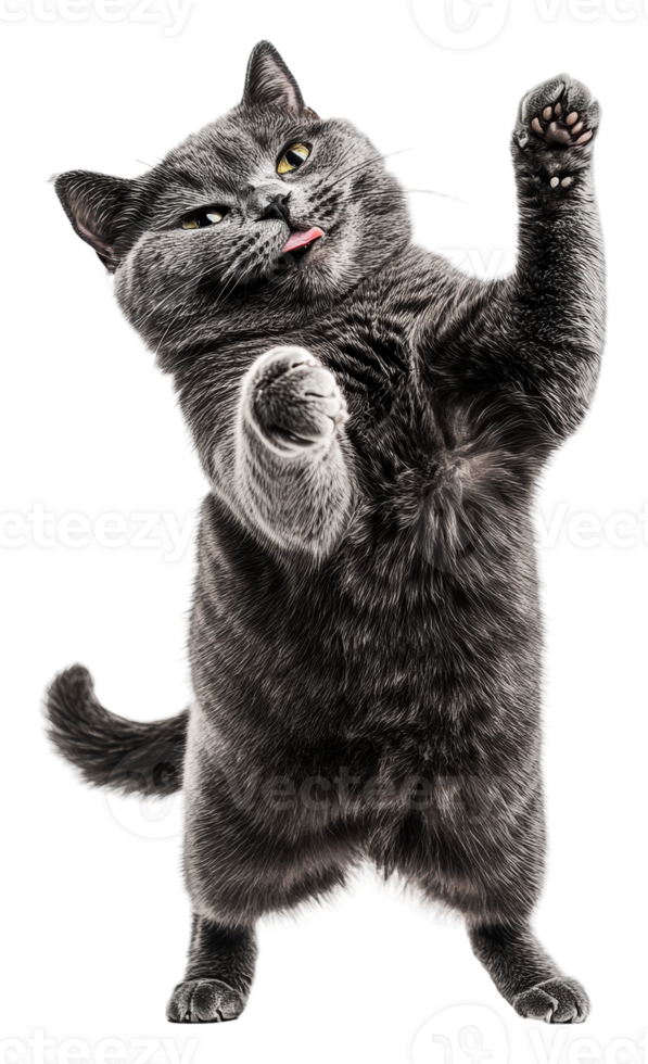 Playful gray cat dancing with enthusiasm, cut out - stock . png