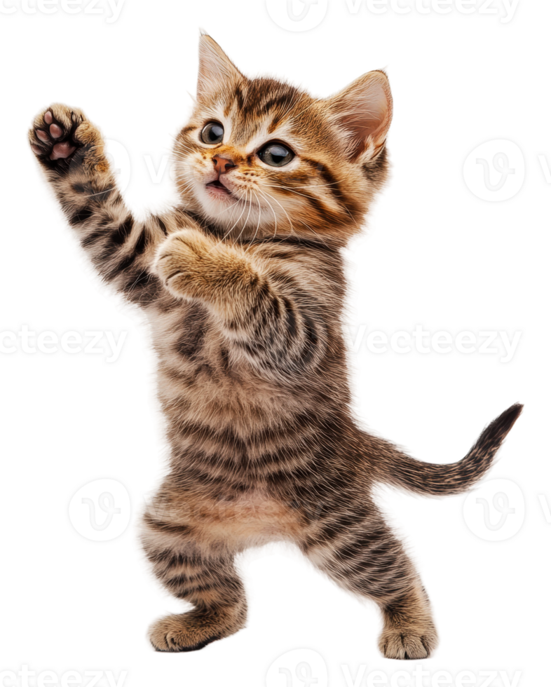 Playful kitten dancing in a bright setting, cut out - stock . png