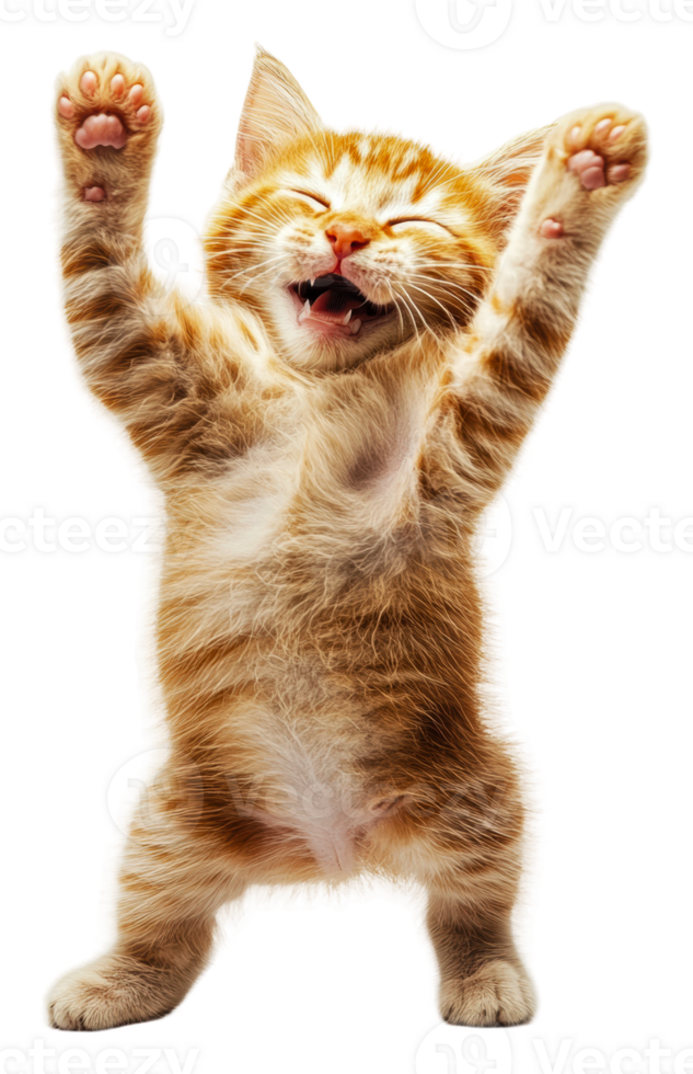 Playful kitten celebrating with raised paws, cut out - stock . png