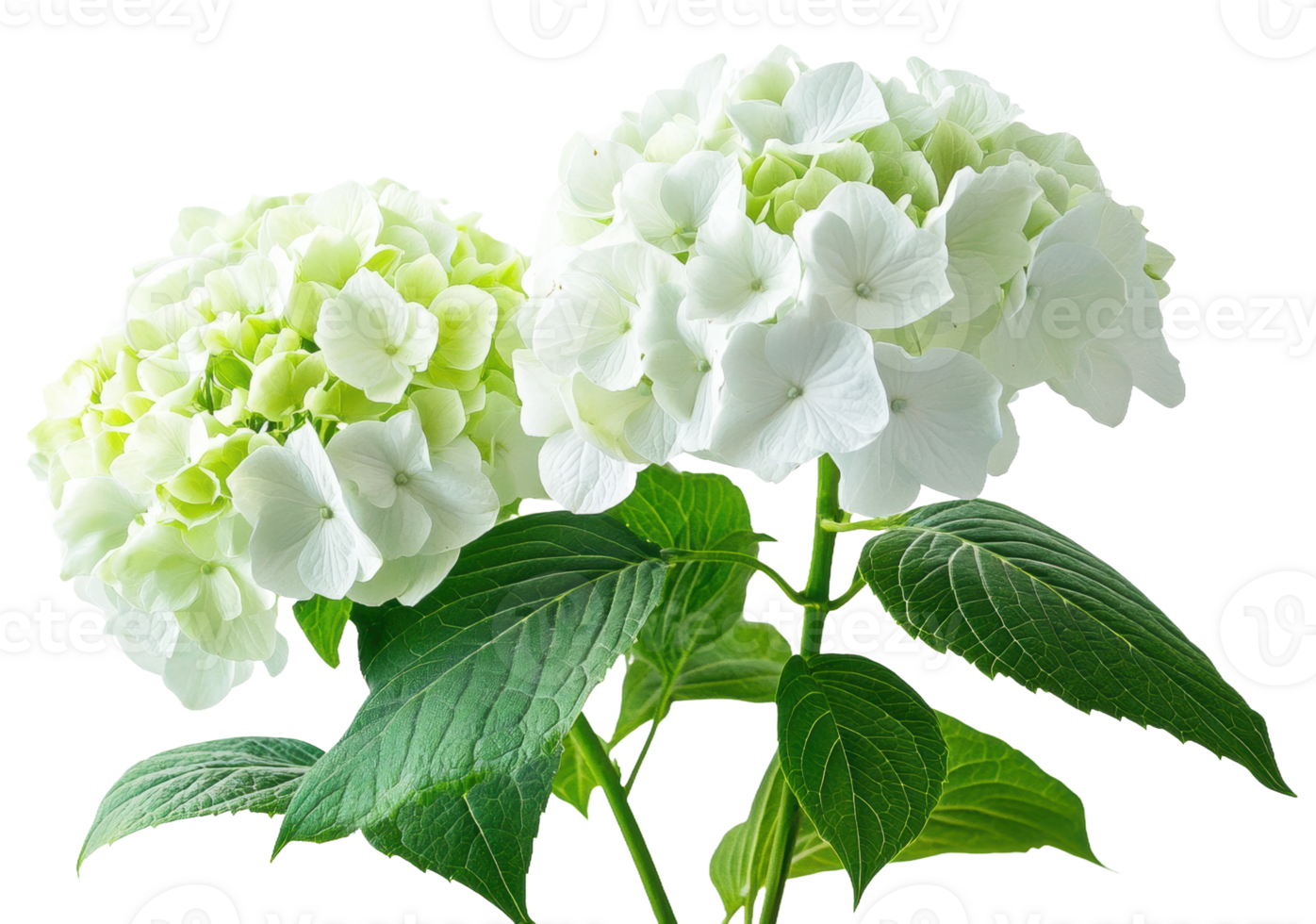 White hydrangeas in bloom with green accents, cut out - stock . png