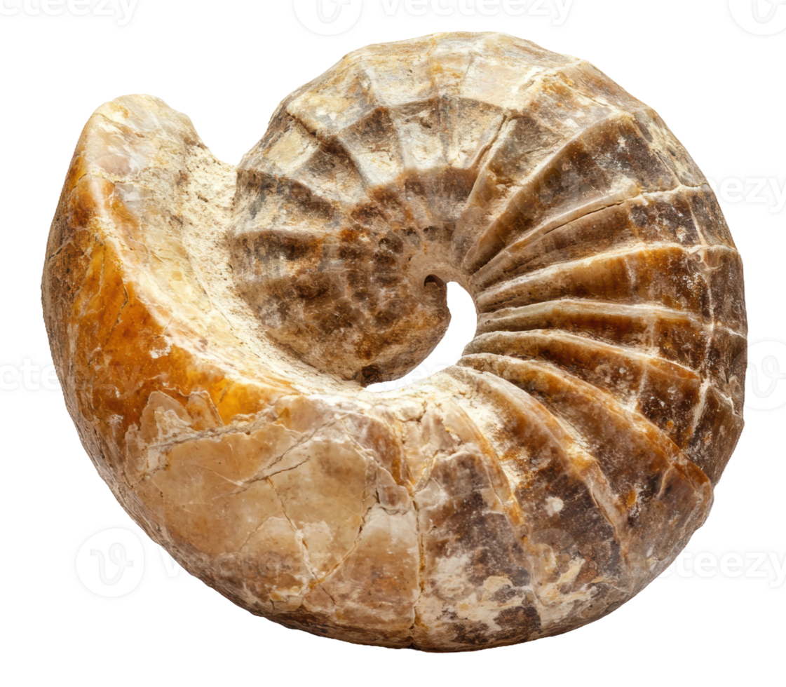 Fossil ammonite shell from exhibit, cut out - stock . png