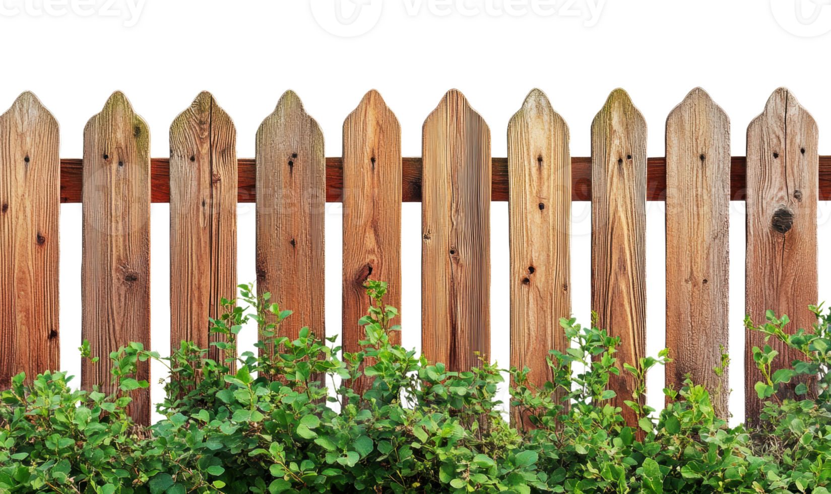 Wooden fence with shrubs in a garden setting, cut out - stock . png