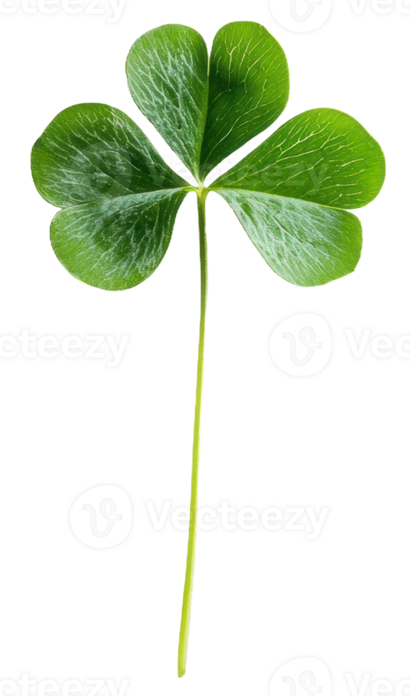 Four-leaf clover, highlighting its unique shape and vibrant green color, cut out - stock . png