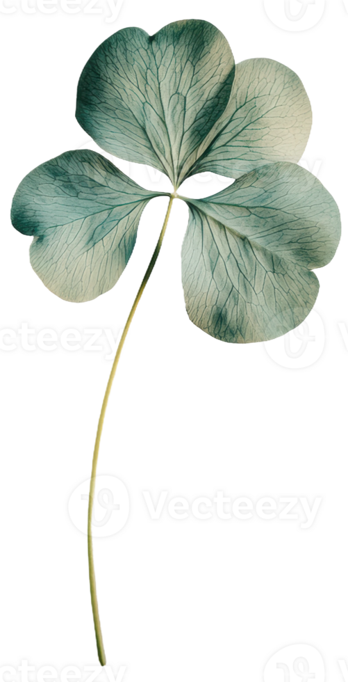Four-leaf clover with delicate leaves, cut out - stock . png