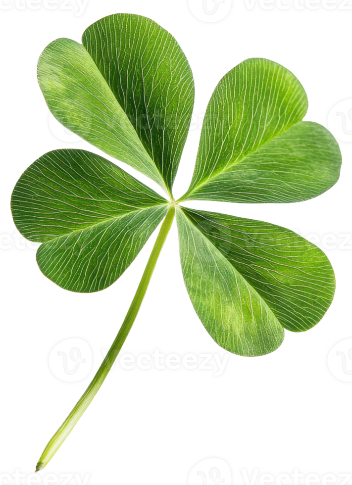 A close-up view of a vibrant four-leaf clover, cut out - stock . png