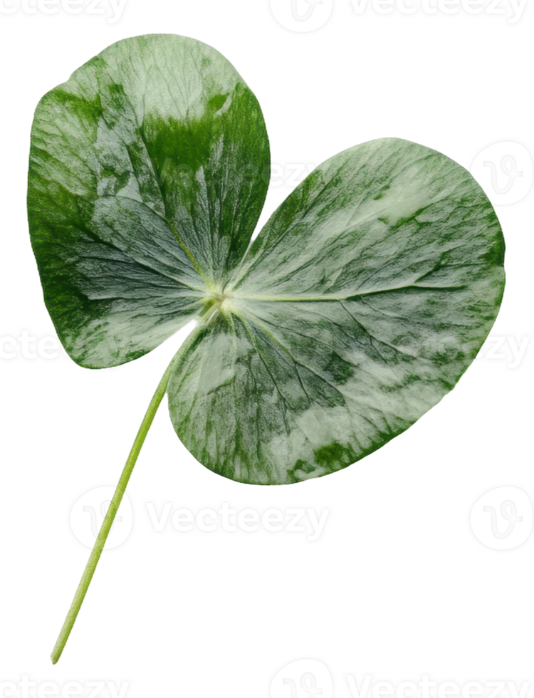 A close-up view of a green, heart-shaped leaf with variegated patterns, cut out - stock . png