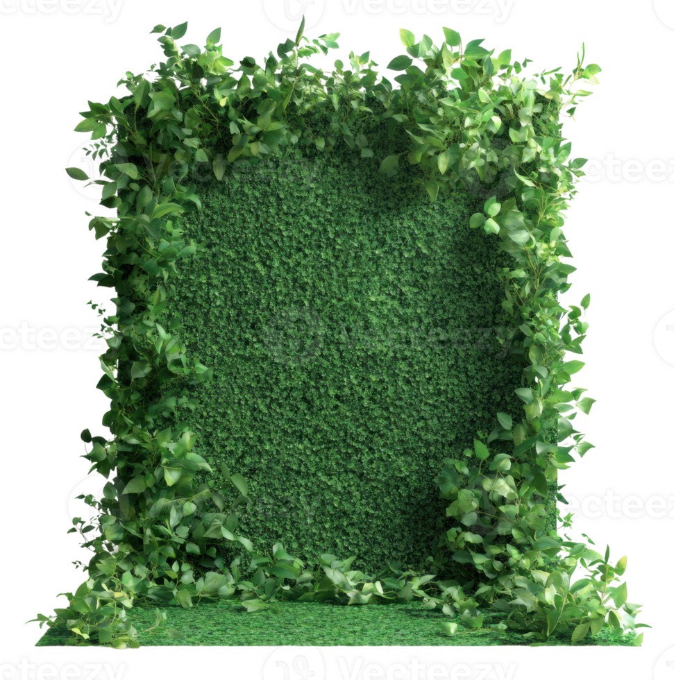 Lush green wall with leafy vines for decoration, cut out - stock . png