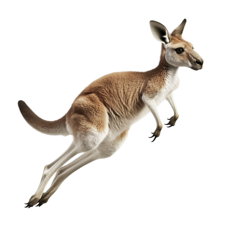 Kangaroo Jumping in Air AI-Generative png