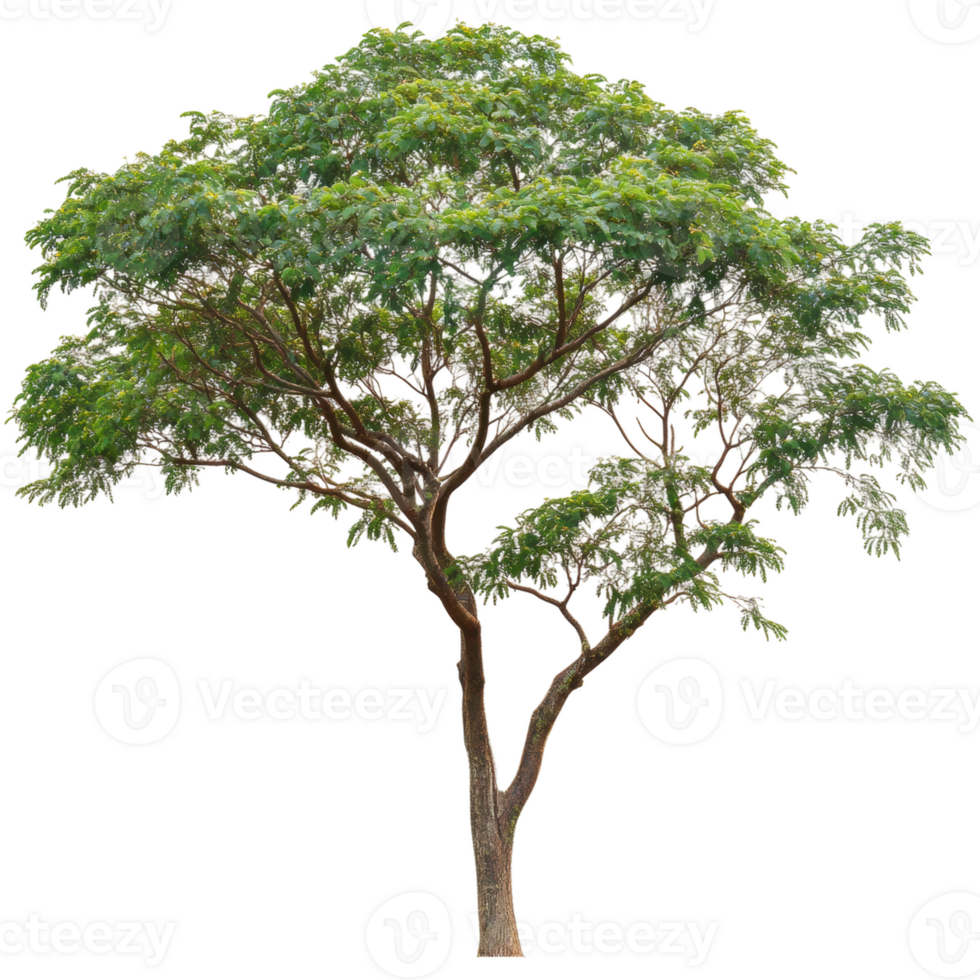 Tall green tree with broad canopy in natural light, cut out - stock . png