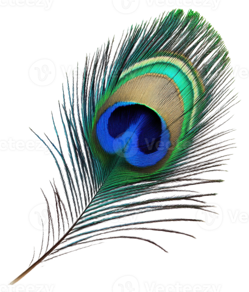 Vibrant peacock feather with intricate patterns, cut out - stock . png