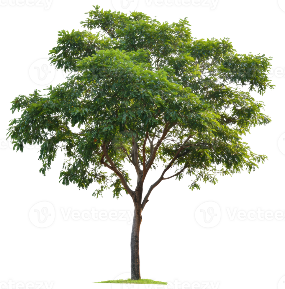Green deciduous tree in bright daylight, cut out - stock . png