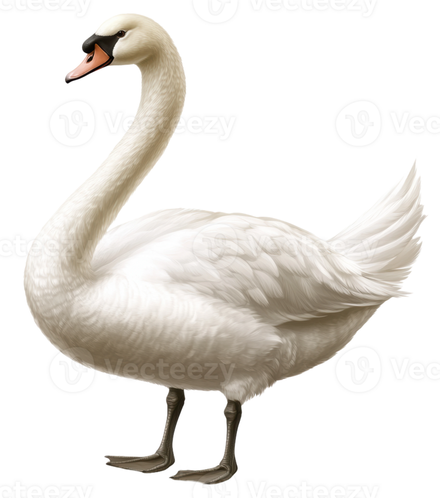 White swan standing gracefully in a serene pose, cut out - stock . png