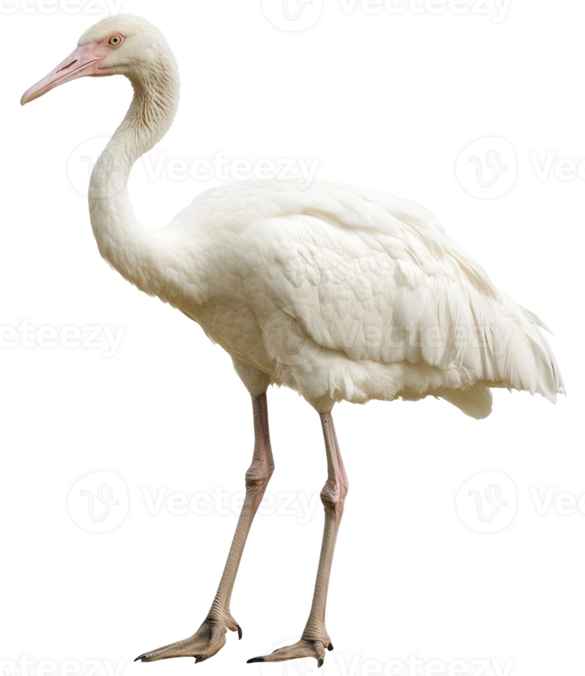 White heron standing on one leg by the water, cut out - stock . png