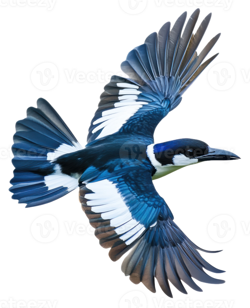 Blue bird in mid-flight with vibrant feathers, cut out - stock . png