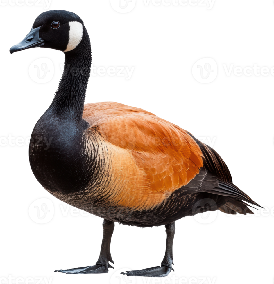 Australian wood duck perched gracefully indoors, cut out - stock . png