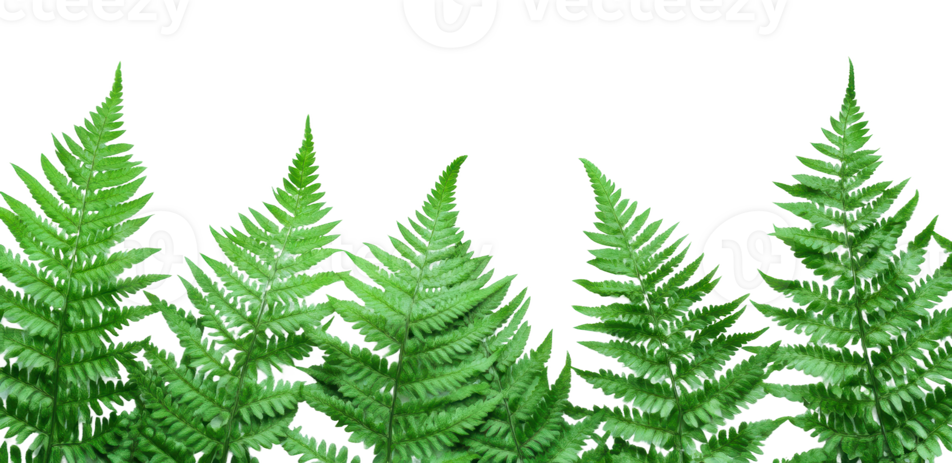 Fresh green ferns, cut out - stock . png